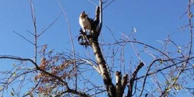 Ağaçta mahsur kaldı