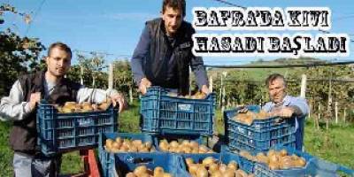 Bafra'da kivi hasadı