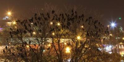 Kargalar parkı istila etti