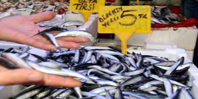 Balık fiyatları düştü