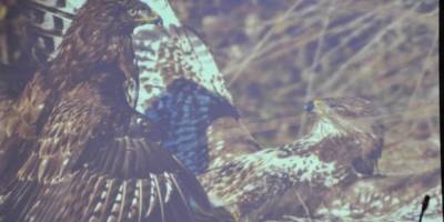 FOTOSAFARİ ÖDÜLLERİ SAHİPLERİNİ BULDU