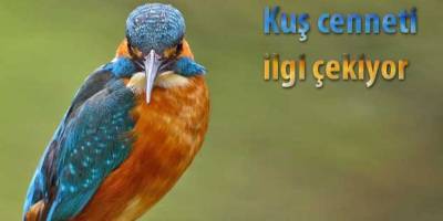 Kuş cennetimiz nihayet fark edildi!