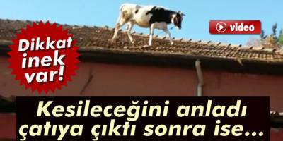 Çatıda inek var!