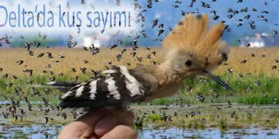 Su kuşları sayılıyor