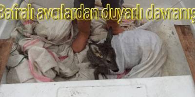 Bafralı avcılar yaralı ceylanı doğa korumaya teslim ettiler