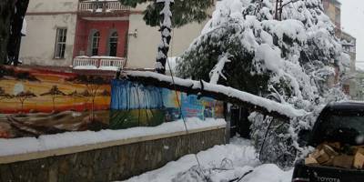 Bir ağaç vakası da Gazipaşa`da