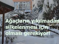 Meyve olsa silkelerler miydi?