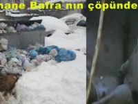 Kar yağdı böyle oldu