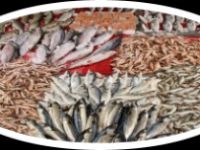 SOĞUK HAVA BALIK FİYATLARINI İKİYE KATLADI