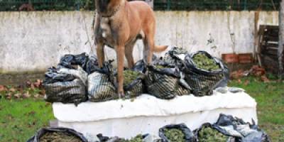 Narkotik köpeği alfa şov yaptı