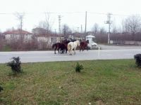 Yılki Atlar Karayolunda Kazalara Davetiye Çıkartıyor