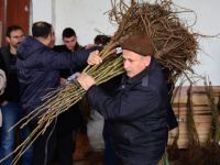 Bafralı çiftçilere ceviz fidanı dağıtıldı