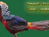 Kaçak avcılara ceza yağdı