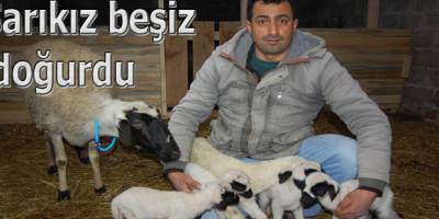 Bafra’da Sakız Koyunundan Bir Batında 5 Kuzu!