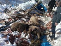 Ahır Çöktü, 15 Hayvan Telef Oldu