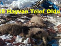 Ahır çöktü hayvanlar telef oldu