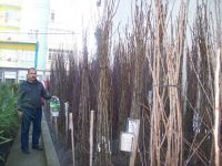 SİZİNDE DİKİLİ BİR AĞACINIZ OLSUN