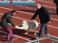 Bafra'da oynan futbol maçında sahaya davetsiz misafir girdi