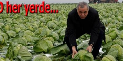 O her yerde!