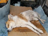 Yaralı Köpek İçin Belediye Duyarsız Kalmadı