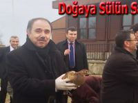Sülünler yaban hayata salındı