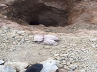 Tarihi eser fareleri yakalandı