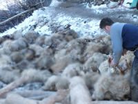 110 HAYVAN TELEF OLDU