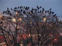 Ağacları Karga Bastı