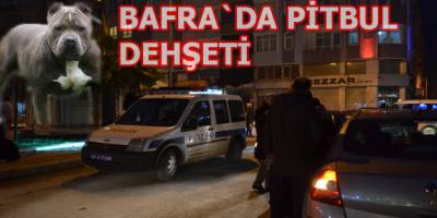 Bafra`da pitbul dehşet saçtı