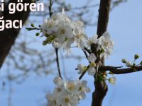 Bafra'da Erikler güneşi görünce...