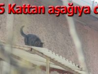 Bafra'da mahsur kalan kedi 5.kattan düştü