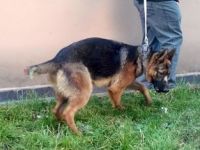 Köpeğe yapılaneziyet tepki çekti