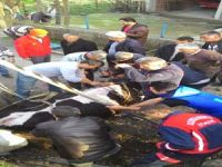 Hamile İneği Kurtardılar