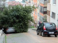 Aracın üzerine ağaç devrildi