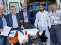 Kooparatif'den köylüye Tavuk