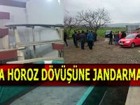Jandarma’dan horozcu baskını