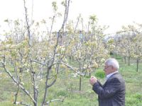 Kırağı meyve bahçelerini vurdu