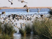 Bafra Kuş Cenneti baharda başka güzel