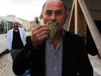 Isırganı ısırarak çiğ çiğ yiyor