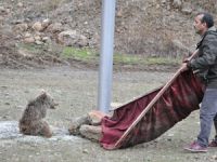 Suya düşen yavru ayıyı vatandaşlar kurtardı