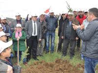 Berberler fidan dikti