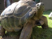 Türkiye'nin en yaşlı kaplumbağası