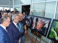 Su altındaki hayat fotoğraflandı