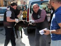 Pitbull dehşeti : 3 yaralı