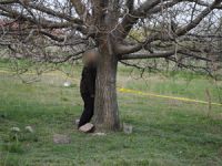 Bunalıma giren işçi ceviz ağacına kendini astı