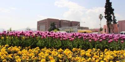 SAMSUN’DA LALELER ERKEN AÇTI