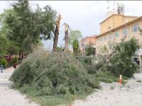 ŞİDDETLİ RÜZGAR AĞAÇLARI KÖKÜNDEN SÖKTÜ