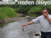 BALIK ÖLÜMLERİ MAHALLEYİ AYAĞA KALDIRDI