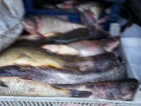 520 kilo kaçak balık ele geçirildi