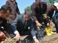 Bafra Açık Ceza ve İnfaz Kurumu sebze üretecek